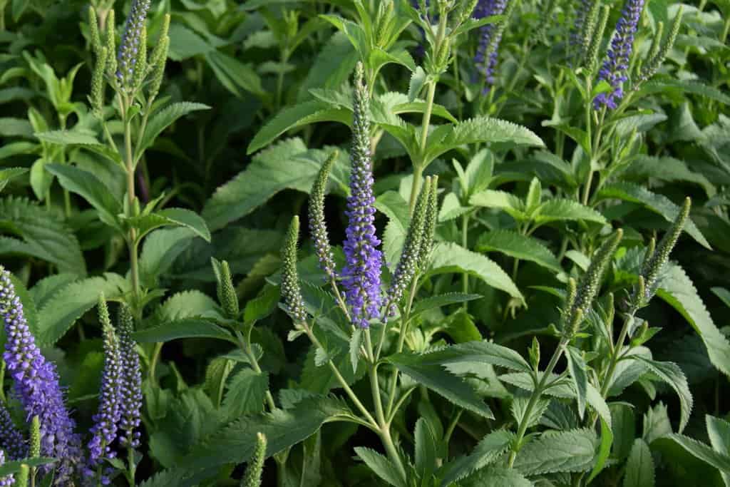 Veronica longifolia 'Blauriesin' ---
